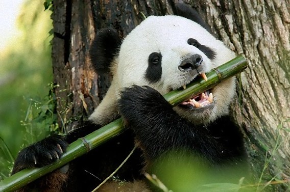Feeding Panda